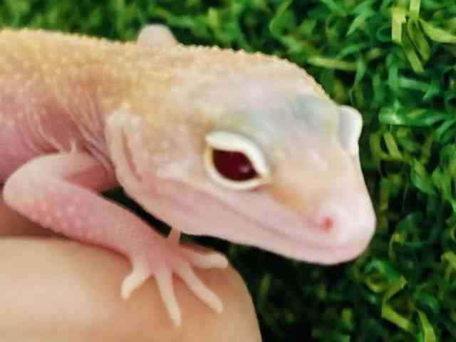 qEgJQhL