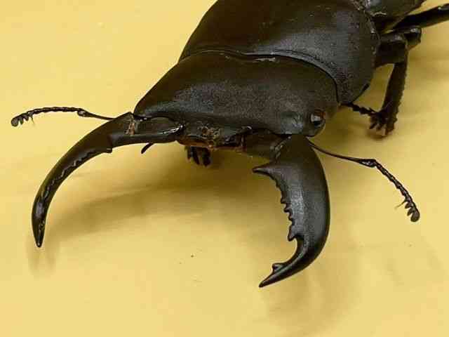 OY