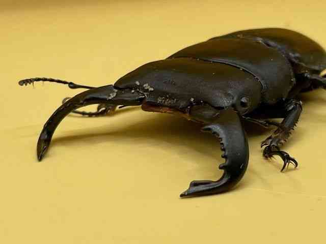 OY