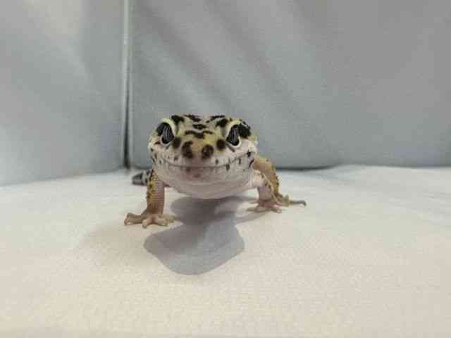 qEgJQhL