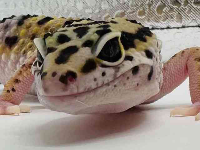 qEgJQhL