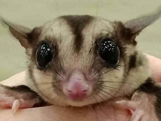 tNK