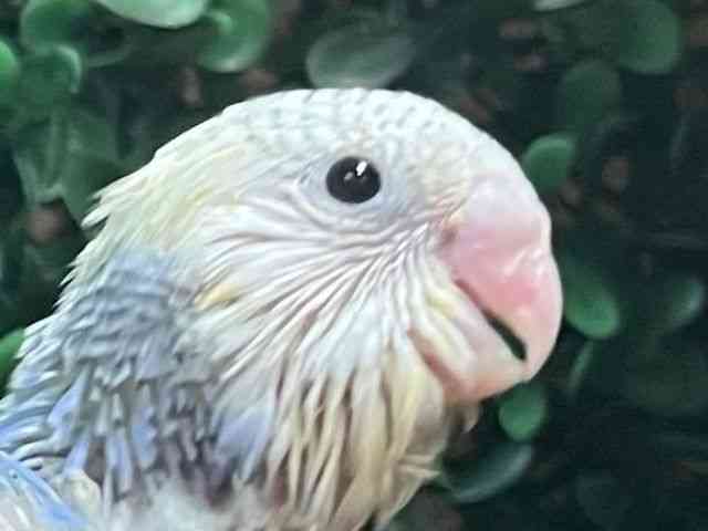 ZLZCCR