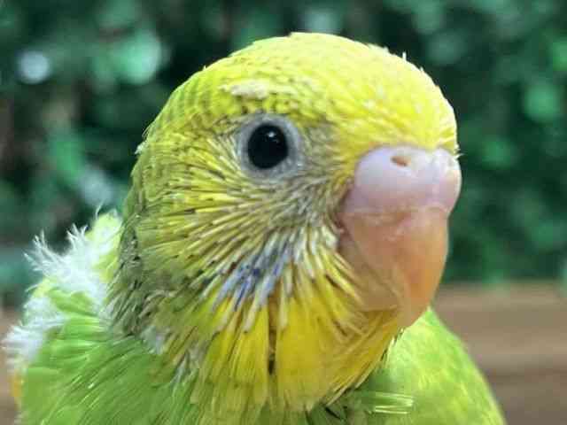 ZLZCCR
