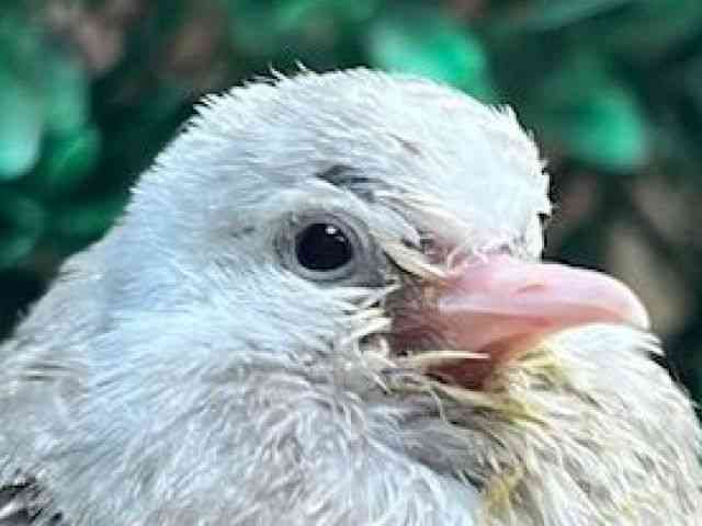 ̑iތnȋjj