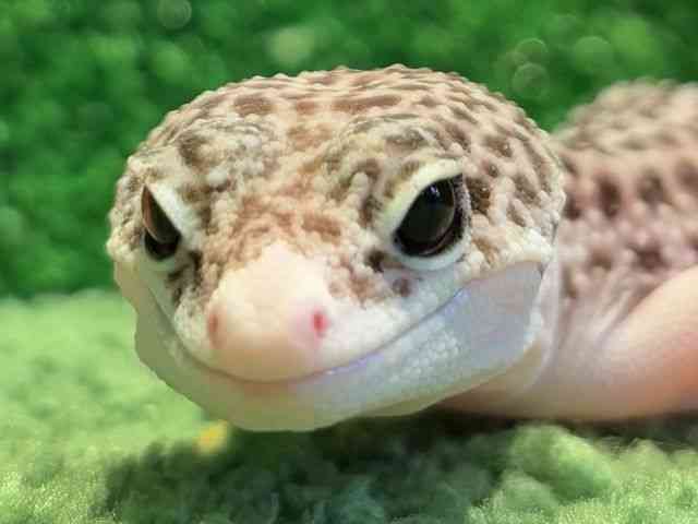 qEgJQhL