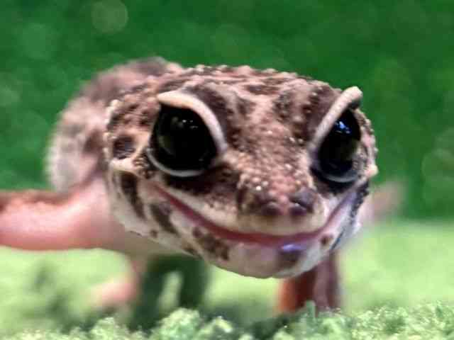 qEgJQhL