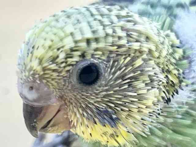 ZLZCCR