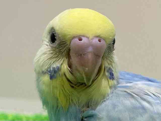 ZLZCCR