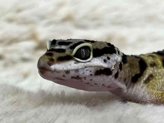 qEgJQhL