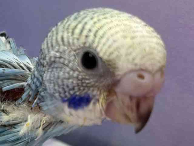 ZLZCCR