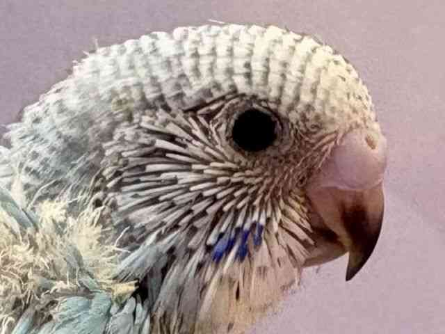 ZLZCCR