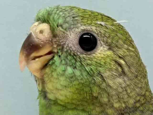rZCCR