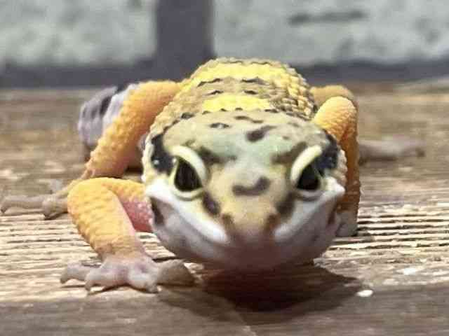 qEgJQhL