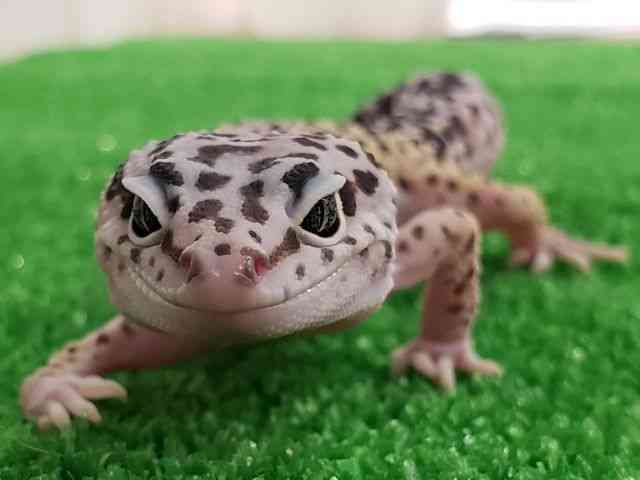 qEgJQhL