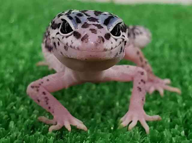 qEgJQhL