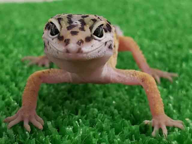 qEgJQhL