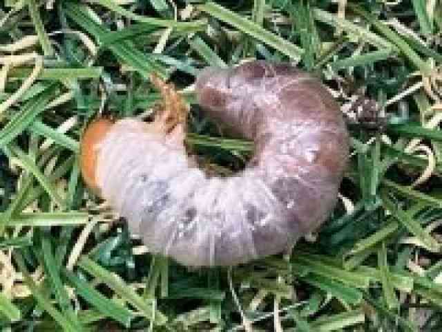 Y