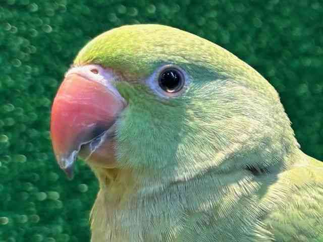 ̑iCREIEnj