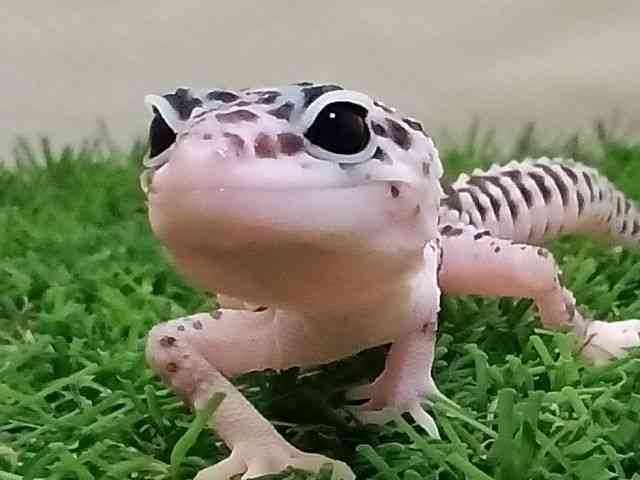 qEgJQhL