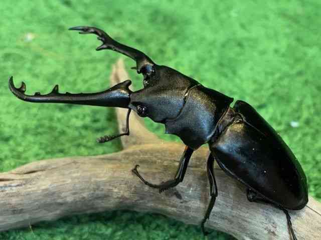 OY