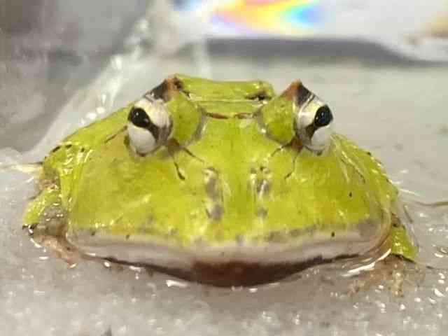 cmKGȋj