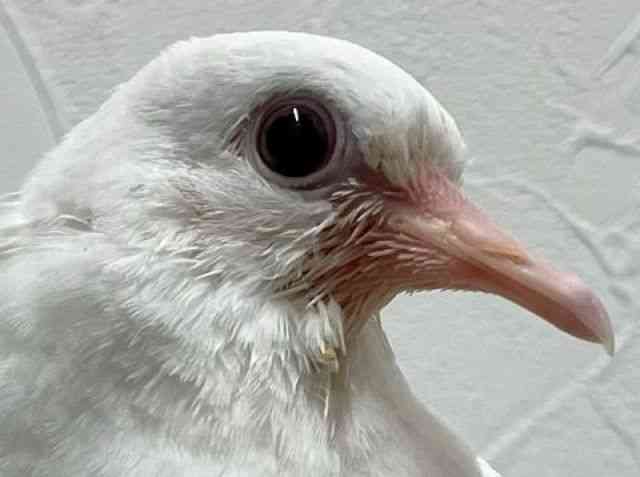 ̑iތnȋjj