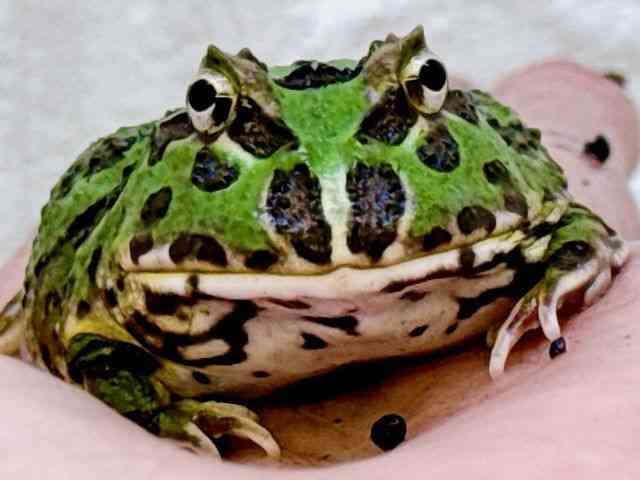 cmKGȋj