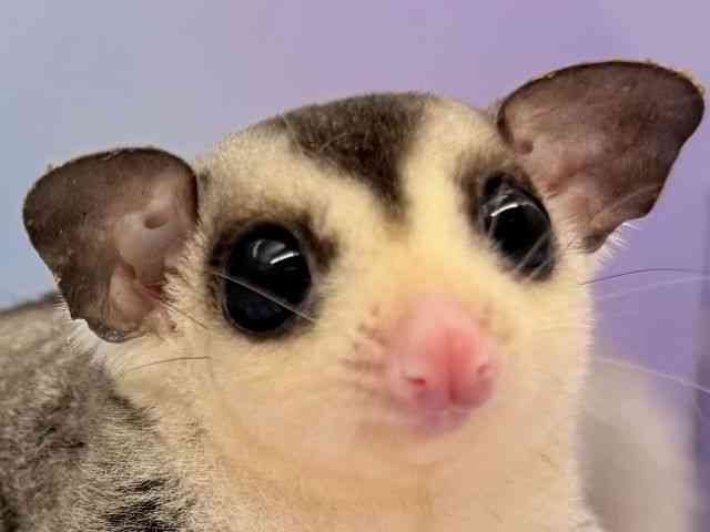 tNK