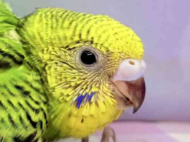 ZLZCCR