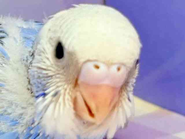 ZLZCCR