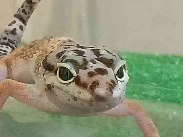 qEgJQhL