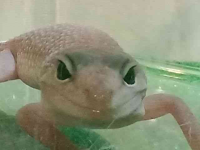 qEgJQhL