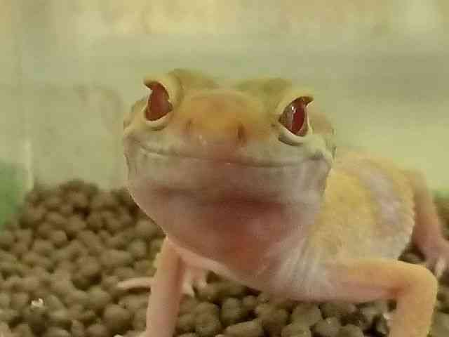 qEgJQhL