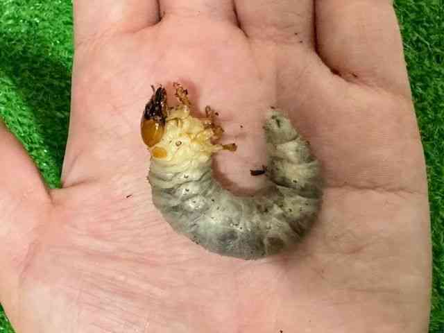 OY