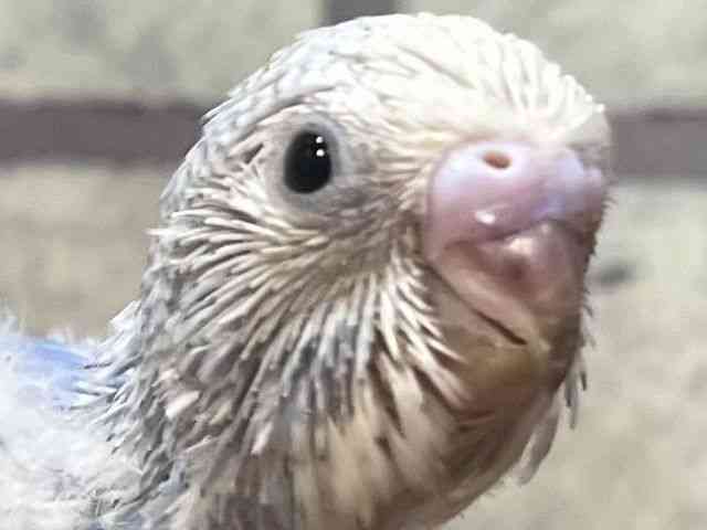 ZLZCCR