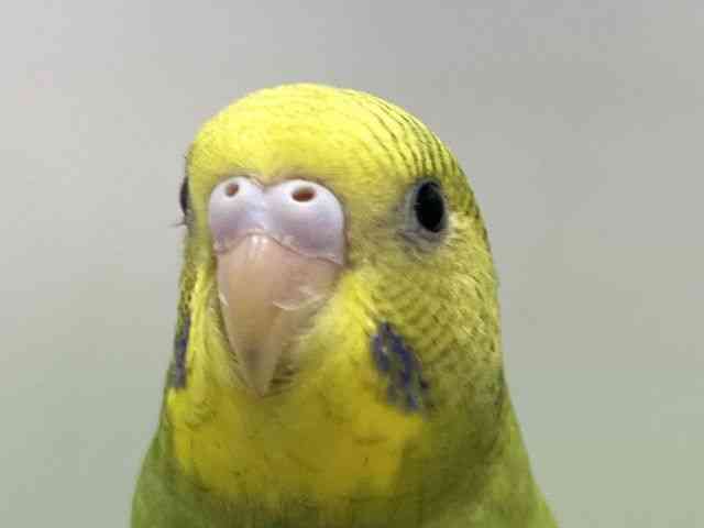 ZLZCCR