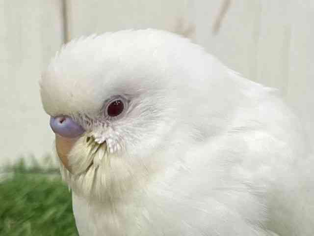 ZLZCCR