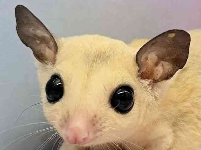 tNK