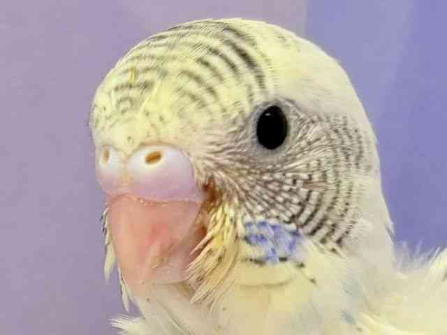 ZLZCCR