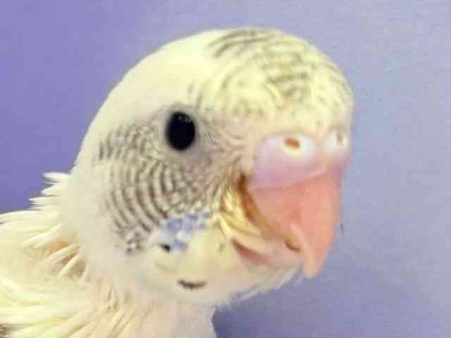 ZLZCCR