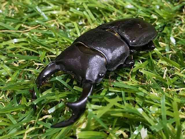 OY