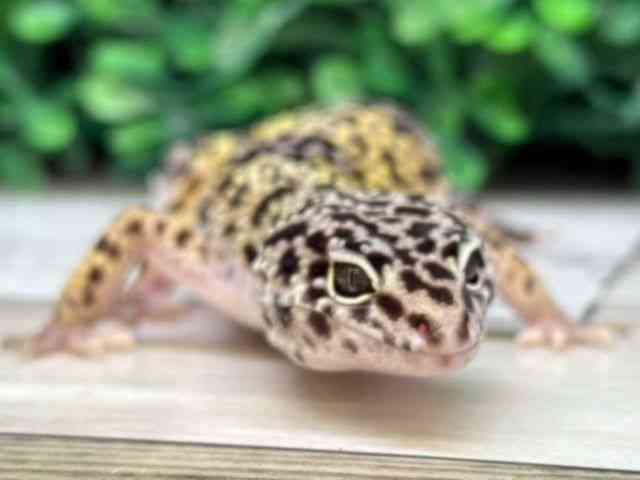 qEgJQhL