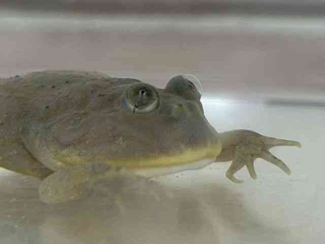 oWFbgKG