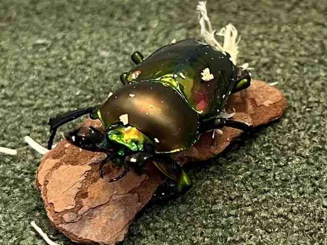 OY