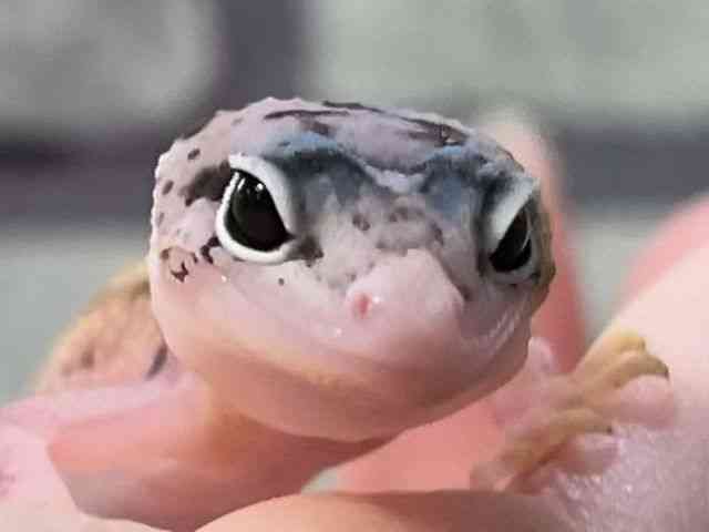 qEgJQhL