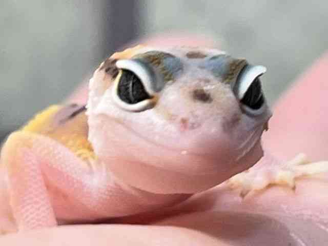 qEgJQhL