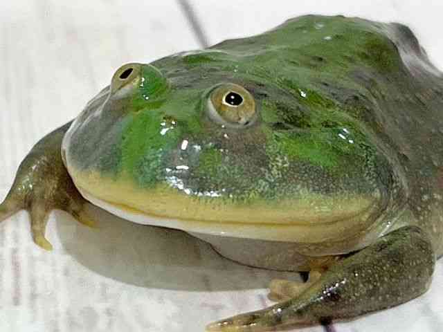 oWFbgKG