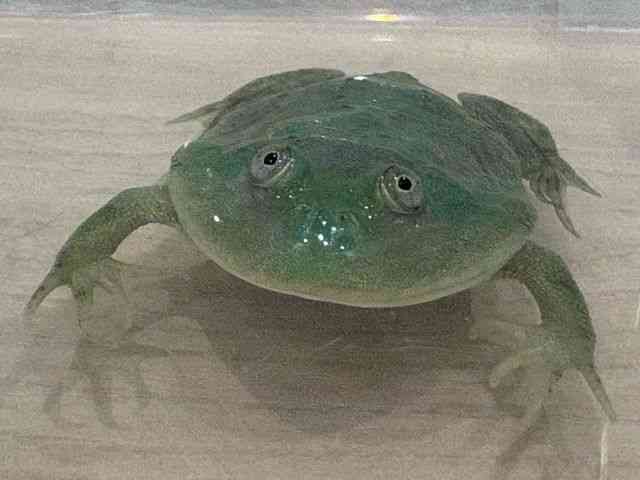 oWFbgKG