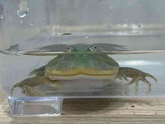 oWFbgKG